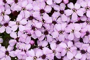 Campion: Moss Campion / Cushion Pink