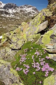 Campion: Moss Campion - dense alpine cushion plant