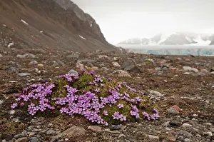 Campion: Moss Campion -on flat ground - with habitat beyond