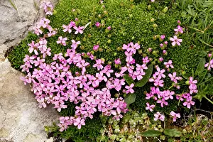 Campions: Moss campion - uncommon in UK mountains