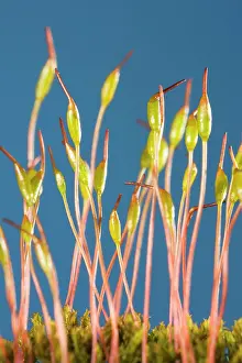 Capsules: Moss - capsules, sporophytes
