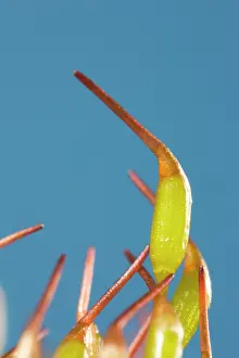 Capsules: Moss - capsules, sporophytes