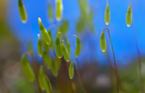 270218: Moss, Close up detail of the foliage.----