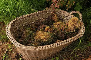 Collected: Moss collected in a wicker basket placed on the ground outsi