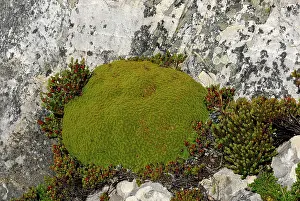 Moss covered ground