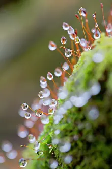 Raindrop: Moss - covered in raindrops