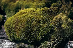 Edwin Mickleburgh: MOSS covered rock