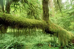 Epiphyte: Moss covered tree in rainforest