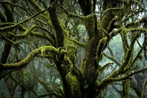 Hierro: Moss-covered trees in laurel forest, Laurisilva