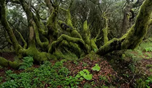 Hierro: Moss-covered trees in laurel forest, Laurisilva