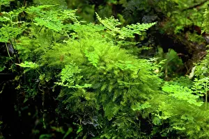 Valdivian: Moss and Fern - thick layer of moss and fern growing