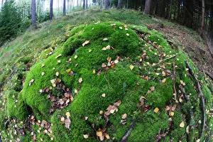 Bramwald: Moss - large mound on floor of coniferous forest