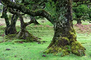 Overgrown: Moss and plant covered ancient stinkwood (Ocotea
