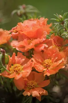 Grandiflora: Moss rose