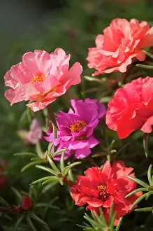 Grandiflora: Moss rose