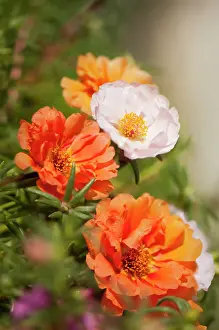 Grandiflora: Moss rose