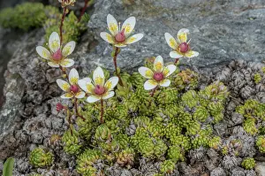 Bob Gibbons: Moss saxifrage, Saxifraga bryoides, in flower at