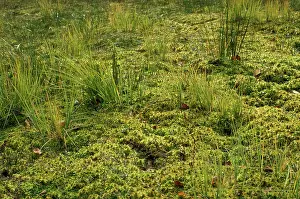 Sphagnum: Moss - Sphagnum lawn