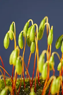 Lifecycles: Moss Sporophytes - Norfolk UK
