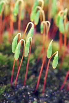 Lifecycles: Moss Sporophytes - Norfolk UK