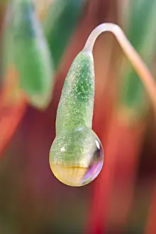 Lifecycles: Moss Sporophytes - Norfolk UK