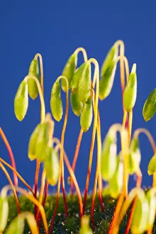Lifecycles: Moss Sporophytes - Norfolk UK
