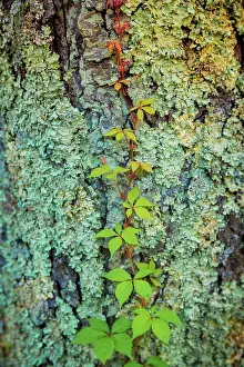 Peaks: Mossy bark, Peaks Of Otter, Blue Ridge Parkway