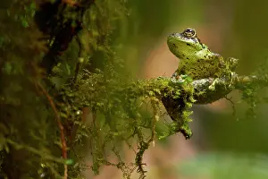 Kinabalu: Mossy Bush Frog (Philautus macroscelis). Borneo