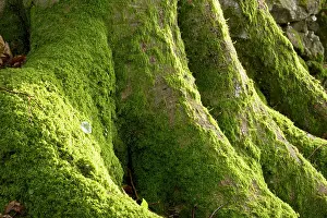 16th: Mossy buttress roots of old Beech tree in Whiddon