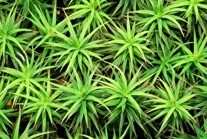 Feature Idea - Patterns In Nature: Mossy Carpet