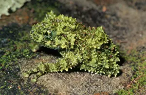 Corticale: Mossy Frog