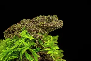 Corticale: Mossy Frog on mossy log