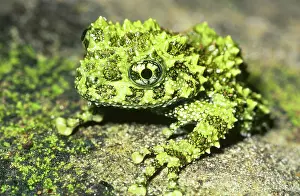 Corticale: Mossy Frog (Theloderma corticale)