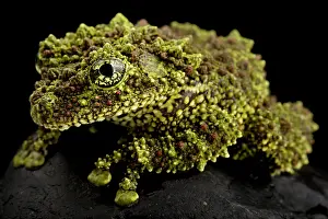 Mosses: Mossy frog (Theloderma corticale), on black background