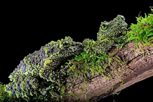 Corticale: Mossy frog (Theloderma corticale) from Tam-dao Vietnam