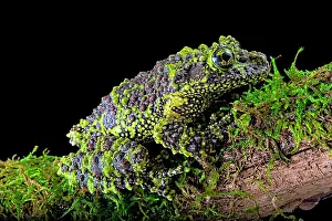 Corticale: Mossy frog (Theloderma corticale) from Tam-dao Vietnam