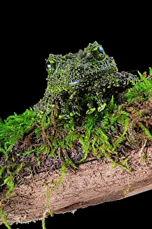 Anura: Mossy frog (Theloderma corticale) from Tam-dao Vietnam