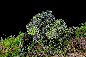 Anura: Mossy frog (Theloderma corticale) from Tam-dao Vietnam