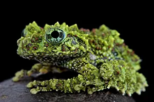 Corticale: Mossy frog (Theloderma corticale), Vietnam