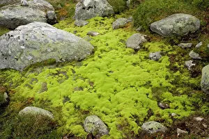Dominated: Mossy hillside bog, dominated by the moss