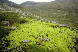 Dominated: Mossy hillside bog, dominated by the moss