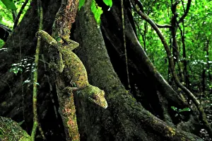 Sikorae: Mossy Leaf-tailed Gecko