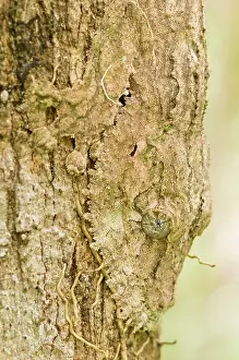 Uroplatus: Mossy Leaf-tailed Gecko