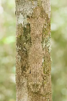 Uroplatus: Mossy Leaf-tailed Gecko