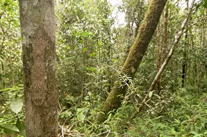 Uroplatus: Mossy Leaf-tailed Gecko