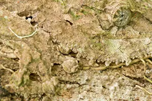Uroplatus: Mossy Leaf-tailed Gecko