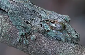 Sikorae: Mossy Leaf-tailed Gecko / Southern Leaf-tailed Gecko
