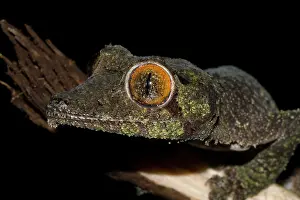 Geckos: Mossy leaf-tailed gecko (Uroplatus sikorae), portrait
