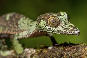 Uroplatus: Mossy leaf-tailed gecko (Uroplatus sikorae), Montagne