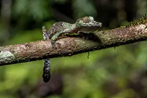 Uroplatus: Mossy leaf-tailed gecko (Uroplatus sikorae), Montagne